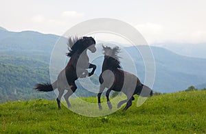 Two black stallions
