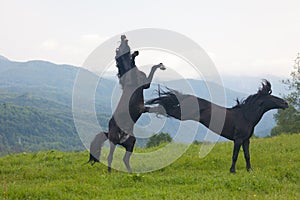 Two black stallions