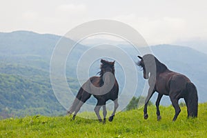 Two black stallions