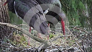 Two black storks, ciconia nigra, make a nest in the spring. Close-up