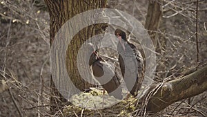 Two black storks Ciconia nigra nesting in spring. Sorting and cleaning feathers in the spring forest