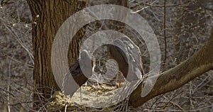 Two black storks Ciconia nigra nesting in spring. Sorting and cleaning feathers in the spring forest