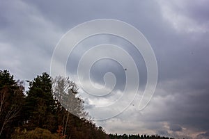 Two black storks in flight in the cloudy sky