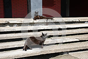 Two black stray cats on the old stairs in the city.