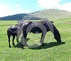 Two black and strong horses with long hair, in the middle of the nature