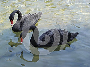 Two black swan on water