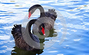 Two black swans.