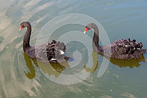 Two black swans