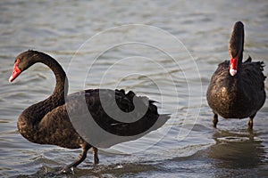 Two Black Swans