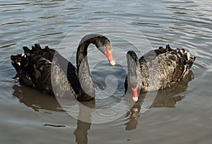 Two black swans (Cygnus atratus) photo