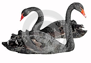 Two black swans (Cygnus atratus) isolated on white photo