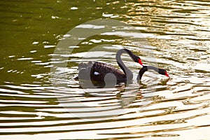 Two black swans are falling love with each other