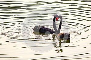 Two black swans are falling love with each other, their necks form the heart shape.