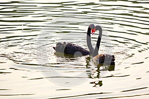 Two black swans are falling love with each other, their necks form the heart shape. photo