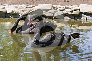 Two black swans float in the lake. Love couple of black swans.