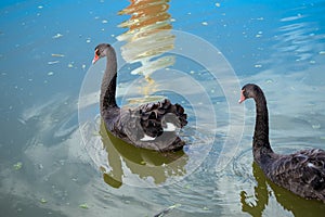 Two black swans float on the monastery buildings reflected