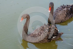 Two black swans float in the water