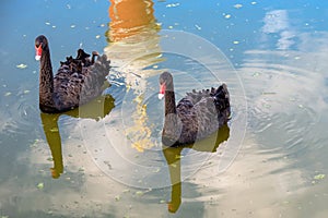 Two black swans float in the water
