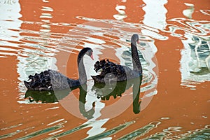 Two black swans float on the monastery pond