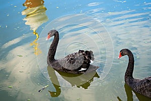 Two black swans float on the reflected buildings of the monastery