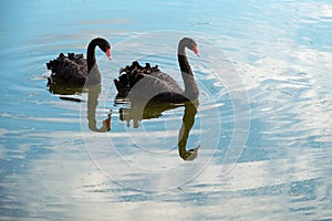Two black swans float on reflected clouds