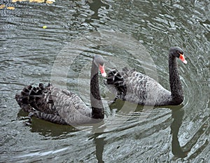 Two black swans floating on the lake