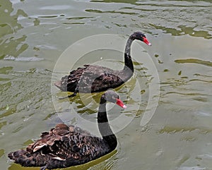 Two black swans floating on the water