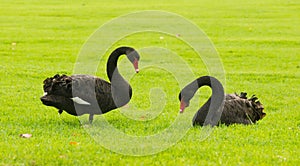 Two black swans on green grass