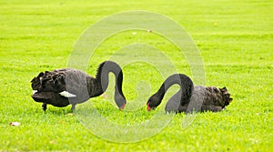 Two black swans on green grass