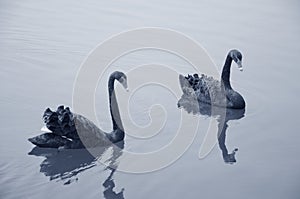 Two black swans