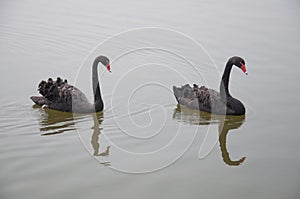 Two black swans photo