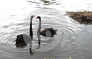 Two black swans in lake, Lithuania