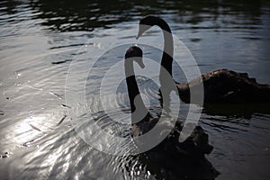 Two black swans on pond. Birds swim on water. Graceful animals