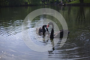 Two black swans on pond. Birds swim on water. Graceful animals