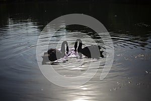 Two black swans on pond. Birds swim on water. Graceful animals