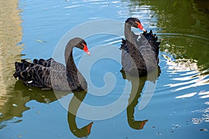Two black swans with red beaks