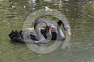 Two black swans with red beaks swim in a pond, the sun shines on the feathers