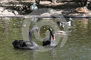 Two black swans with red beaks swim in a pond, the sun shines on the feathers. A duck swims behind the swans