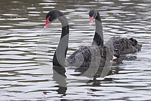 Two black swans on the River Itchen