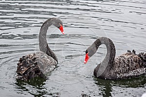 Two black swans. pair of black swans