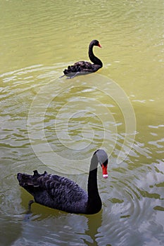 Two black swans swimming