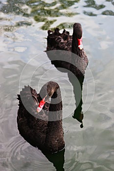 Two black swans