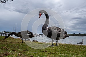 Two black swans walking on grass.