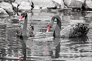 Two black swans in the water. Black and white image with selective colorization - red beaks