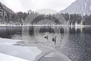 Two black swans on a winter lake. winter landscape.
