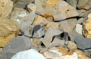 Two Black tadpoles in the pond with rocks in the mountains