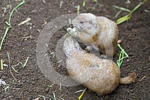 Two black tail Black-tailed prairie dogs during eating grass