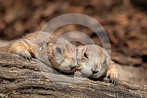 Two black tailed prairie dog lying in the sun