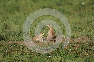 Two black-tailed prairie dogs