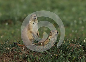 Two black-tailed prairie dogs (Cynomys ludovicianus) in Colorado
